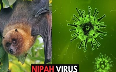 Chủ động phòng, chống bệnh do vi rút Nipah: Không để dịch bệnh xâm nhập và lây lan